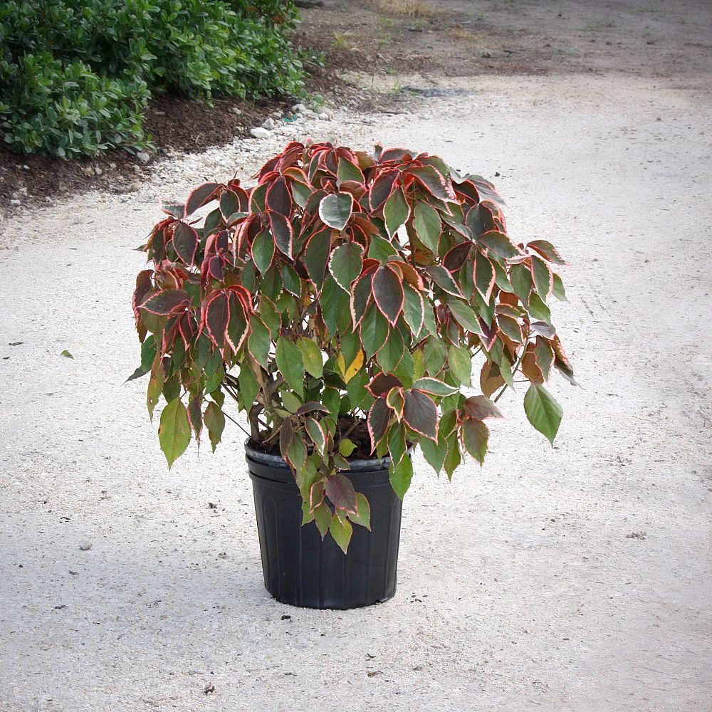 acalypha-wilkesiana-copperleaf