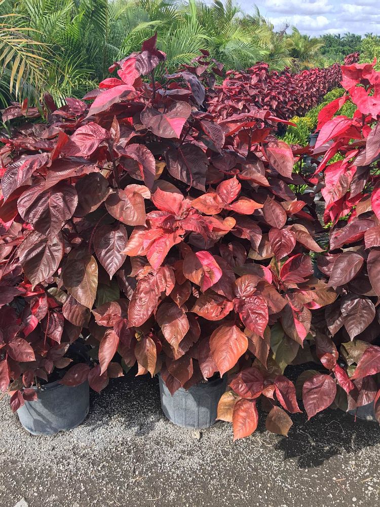 acalypha-wilkesiana-copperleaf