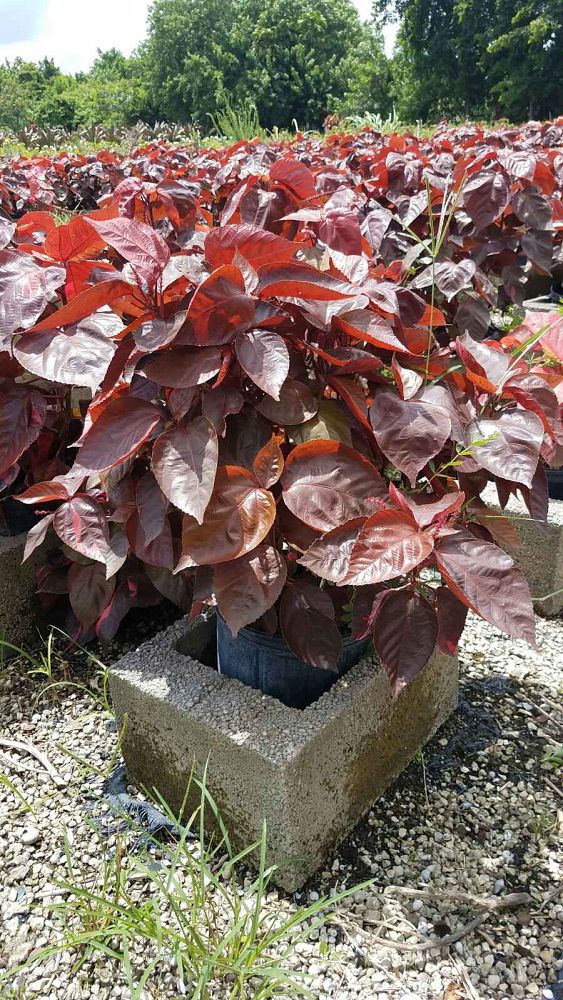 acalypha-wilkesiana-copperleaf
