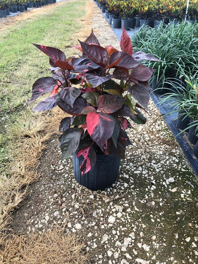 acalypha-wilkesiana-copperleaf