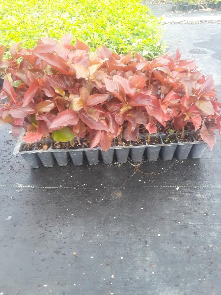 acalypha-wilkesiana-copperleaf