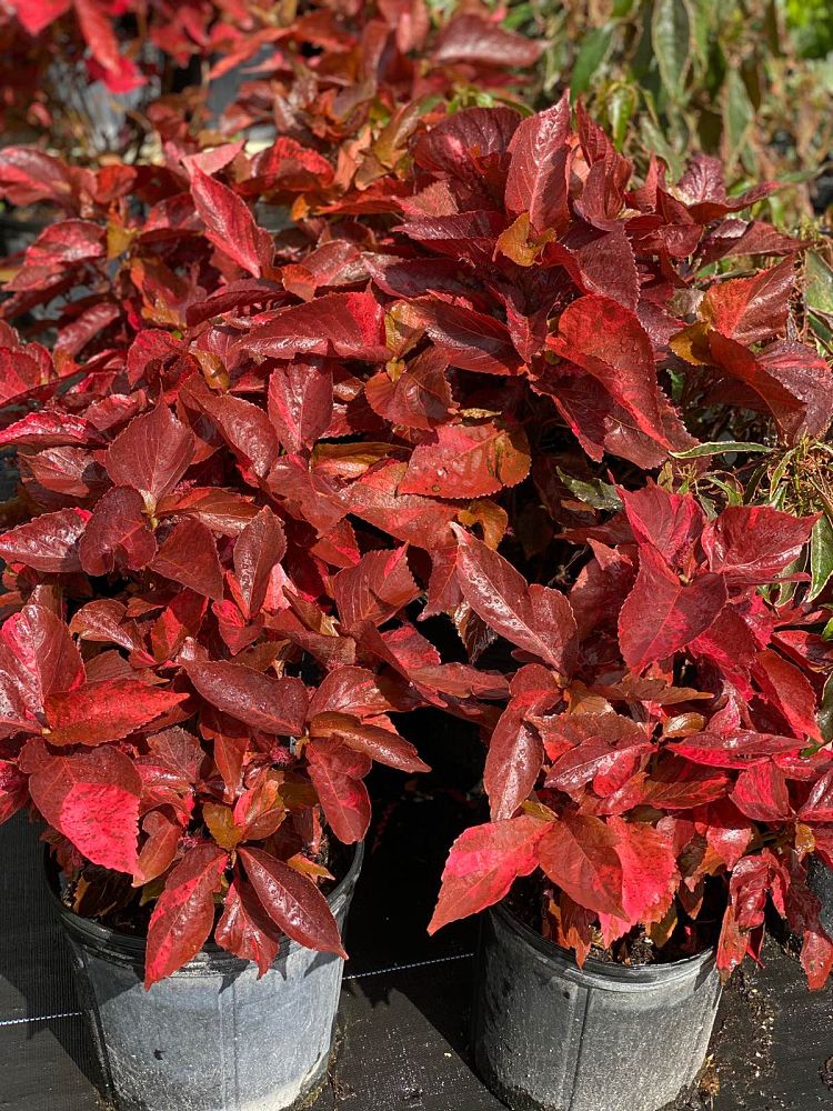 acalypha-wilkesiana-copperleaf