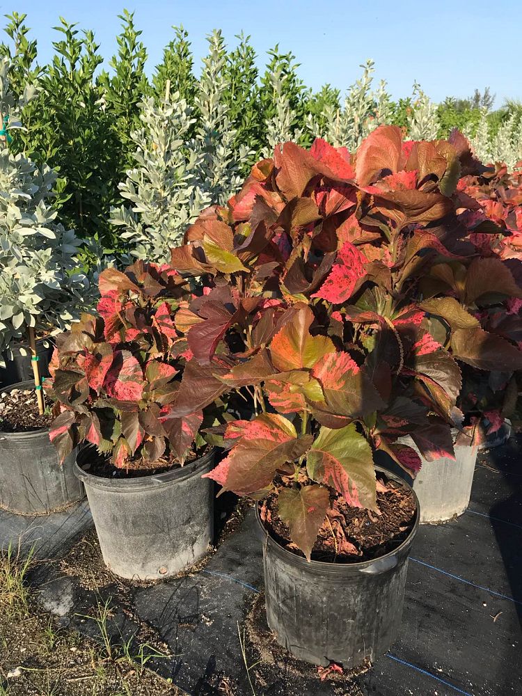acalypha-wilkesiana-copperleaf
