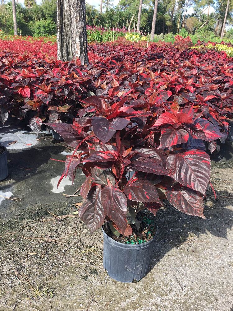 acalypha-wilkesiana-copperleaf
