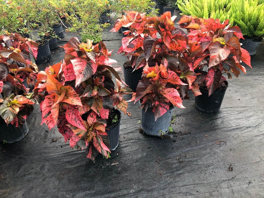 acalypha-wilkesiana-copperleaf