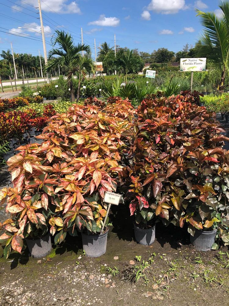 acalypha-wilkesiana-copperleaf