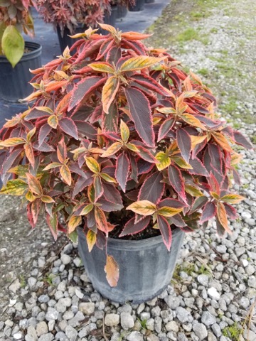acalypha-wilkesiana-copperleaf