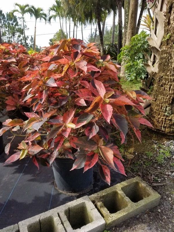 acalypha-wilkesiana-copperleaf