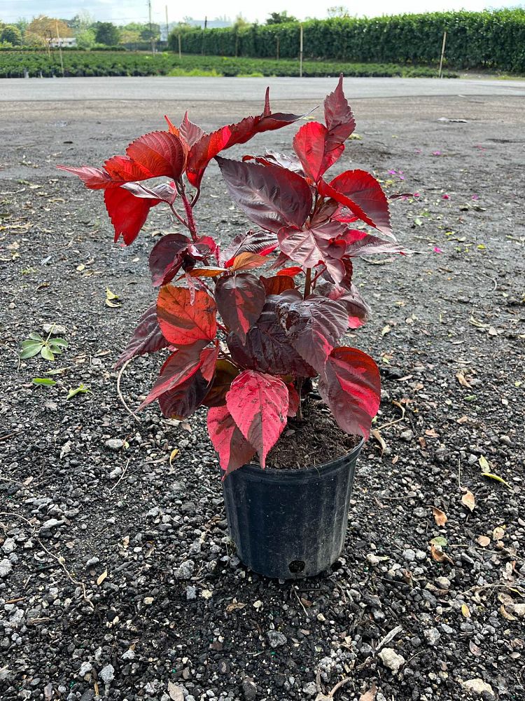 acalypha-wilkesiana-copperleaf