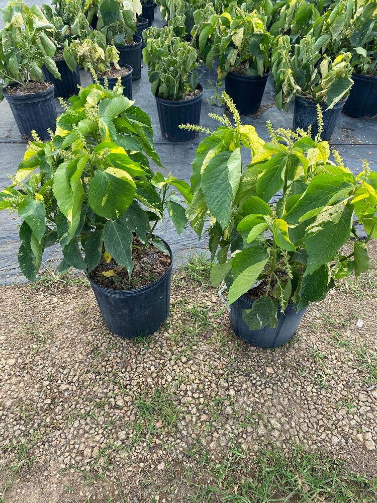 acalypha-wilkesiana-copperleaf