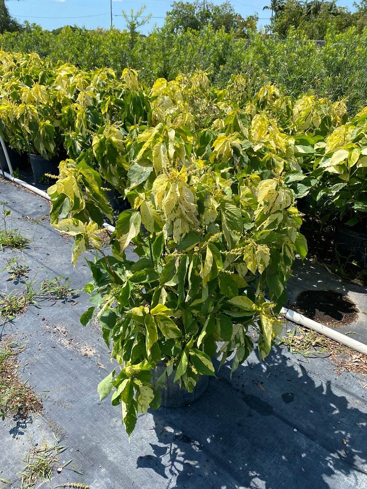 acalypha-wilkesiana-copperleaf
