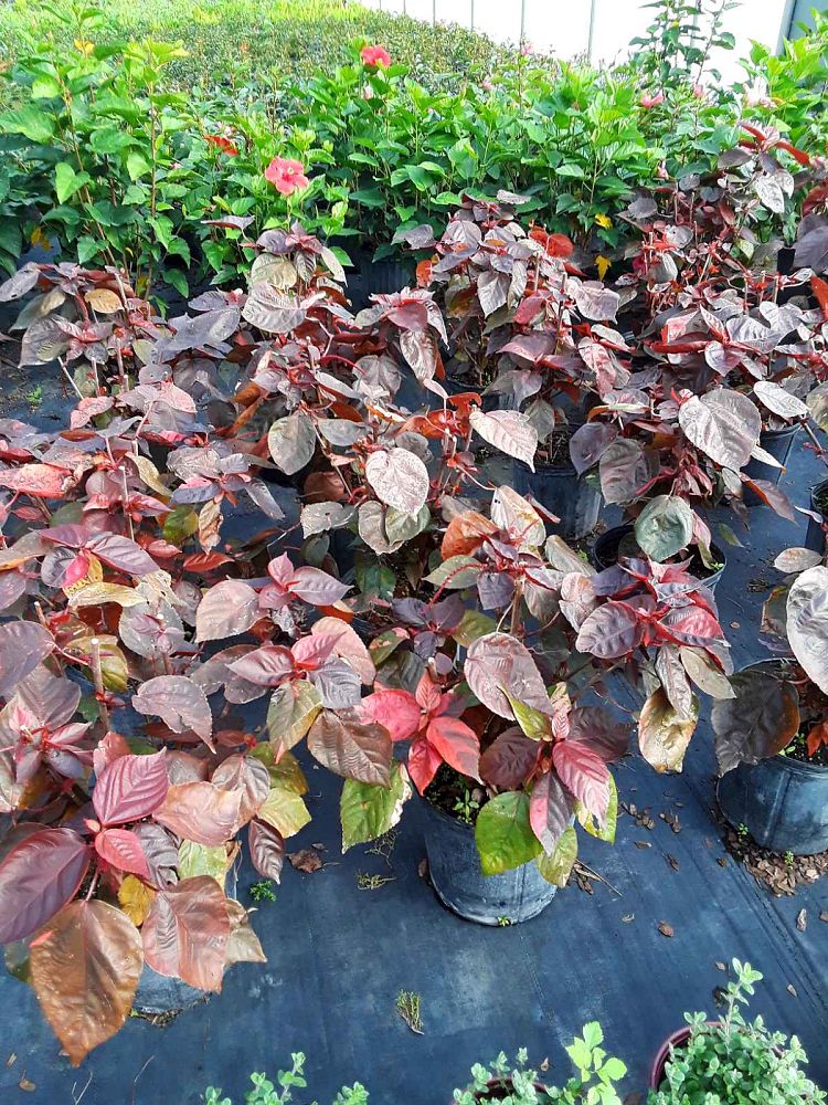 acalypha-wilkesiana-copperleaf
