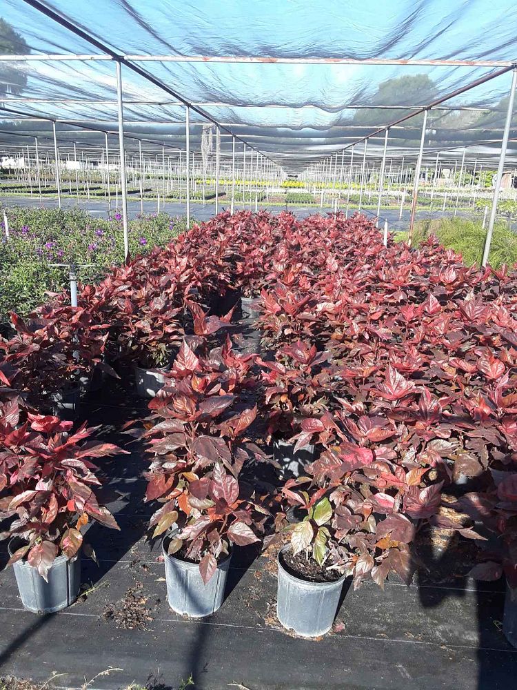acalypha-wilkesiana-copperleaf