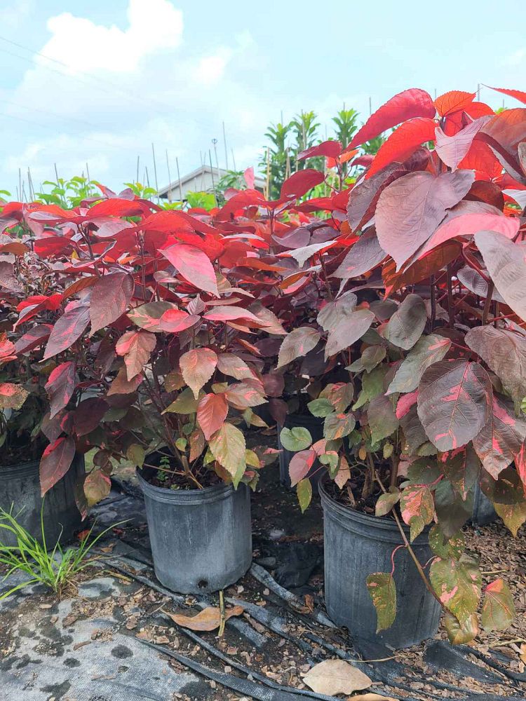 acalypha-wilkesiana-copperleaf