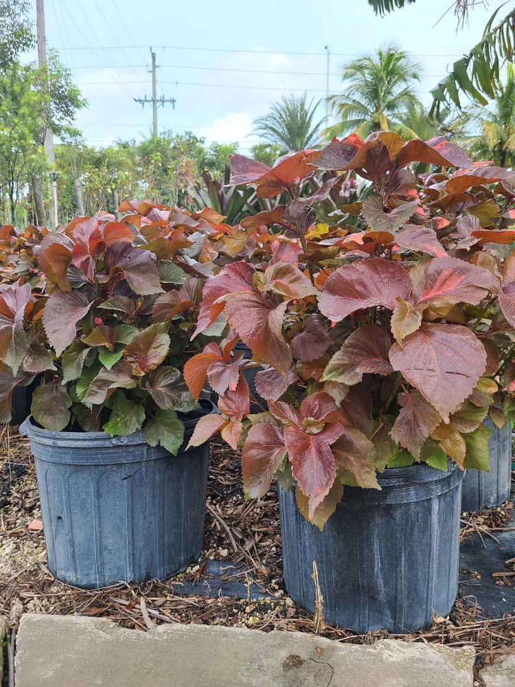 acalypha-wilkesiana-copperleaf