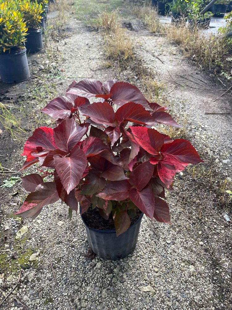 acalypha-wilkesiana-copperleaf