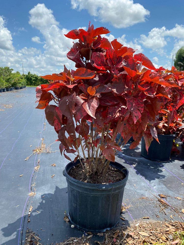 acalypha-wilkesiana-copperleaf