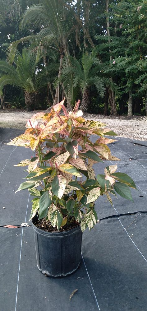 acalypha-wilkesiana-copperleaf