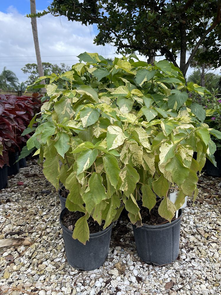 acalypha-wilkesiana-copperleaf