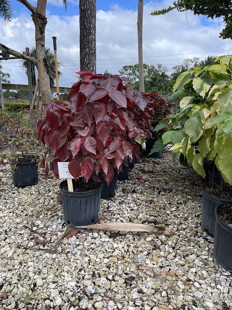 acalypha-wilkesiana-copperleaf