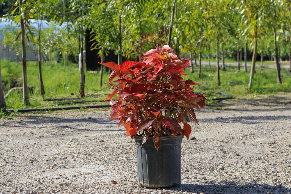 acalypha-wilkesiana-copperleaf