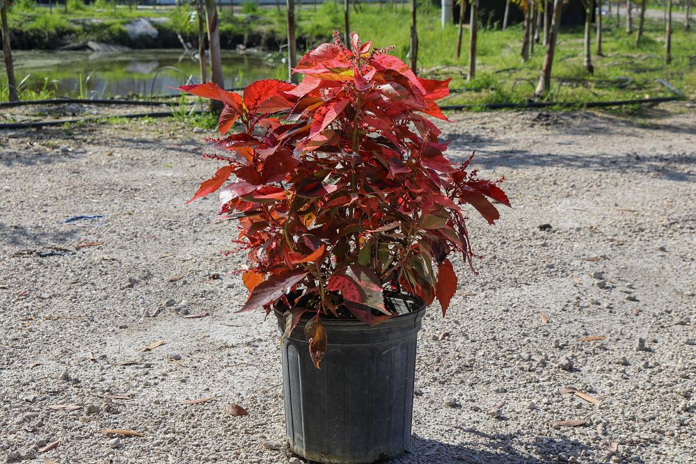acalypha-wilkesiana-copperleaf