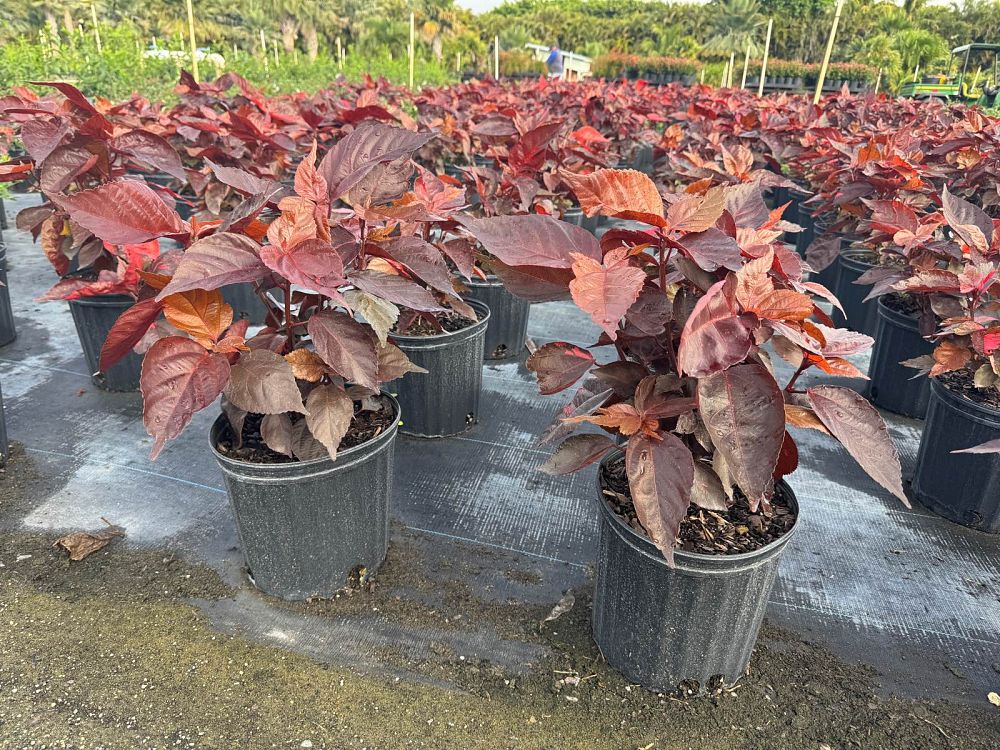 acalypha-wilkesiana-copperleaf
