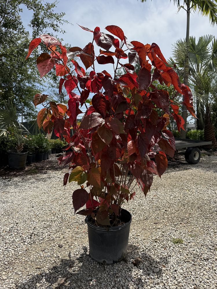 acalypha-wilkesiana-copperleaf