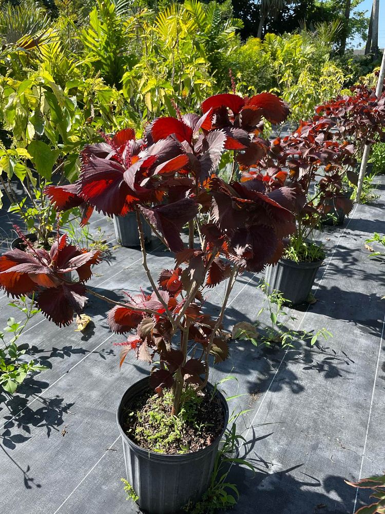 acalypha-wilkesiana-copperleaf