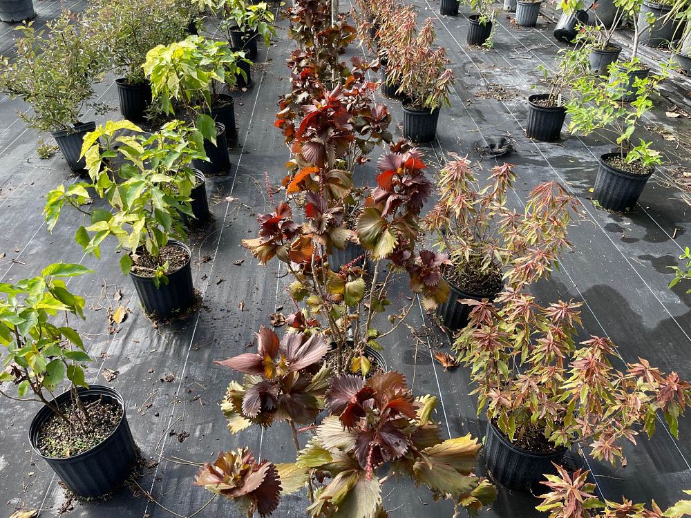 acalypha-wilkesiana-copperleaf