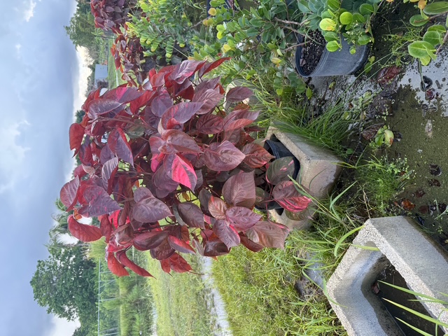 acalypha-wilkesiana-copperleaf