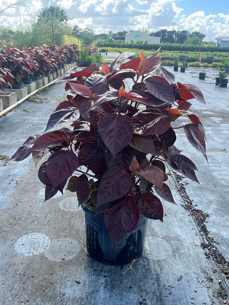 acalypha-wilkesiana-copperleaf