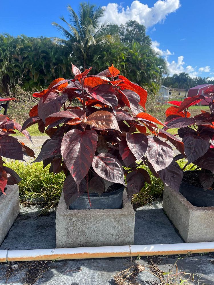 acalypha-wilkesiana-copperleaf