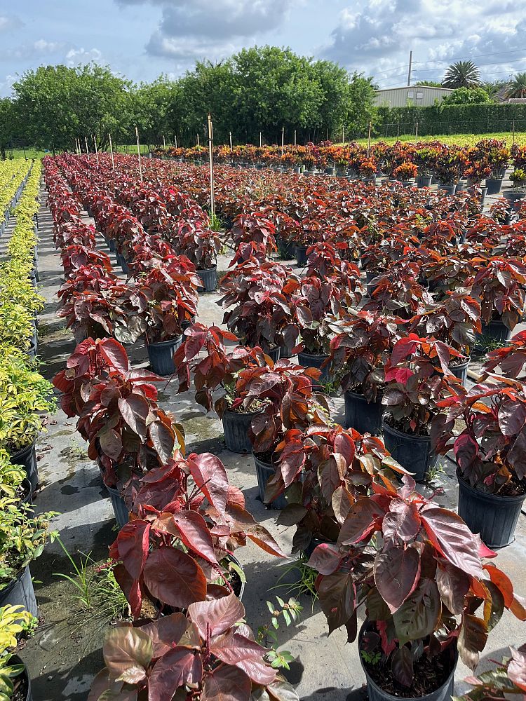 acalypha-wilkesiana-copperleaf