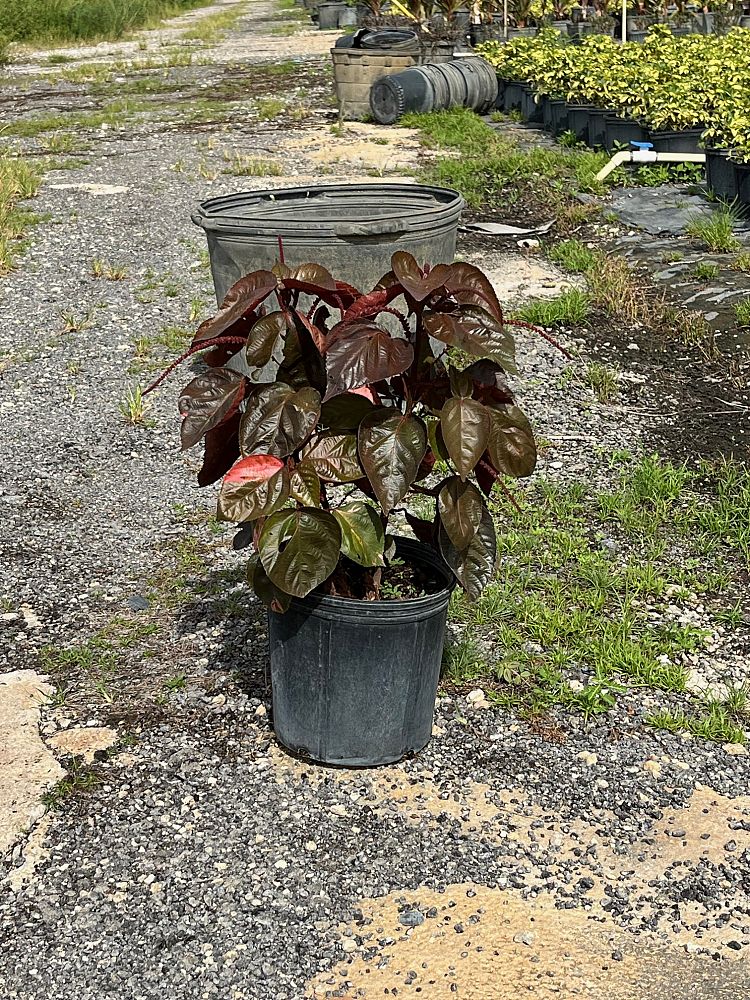 acalypha-wilkesiana-copperleaf