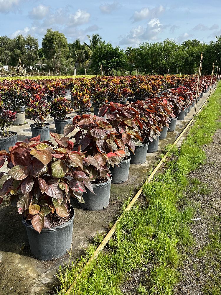 acalypha-wilkesiana-copperleaf
