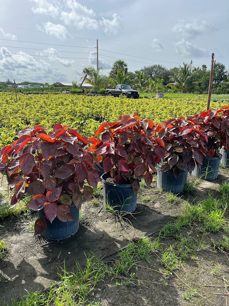 acalypha-wilkesiana-copperleaf