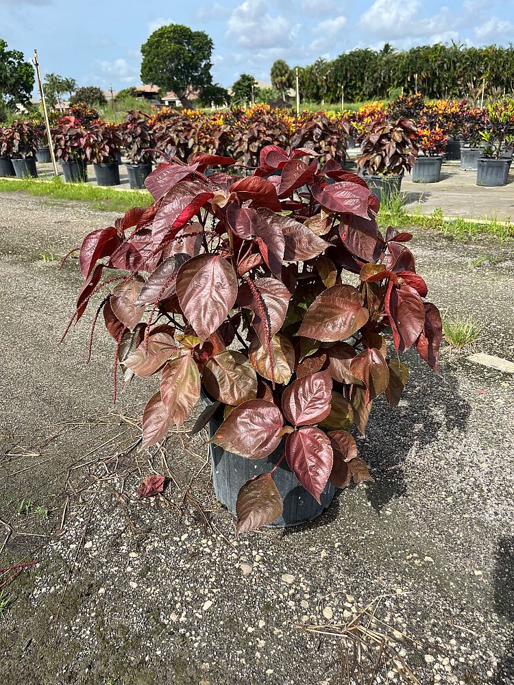 acalypha-wilkesiana-copperleaf