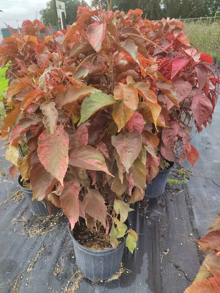 acalypha-wilkesiana-copperleaf