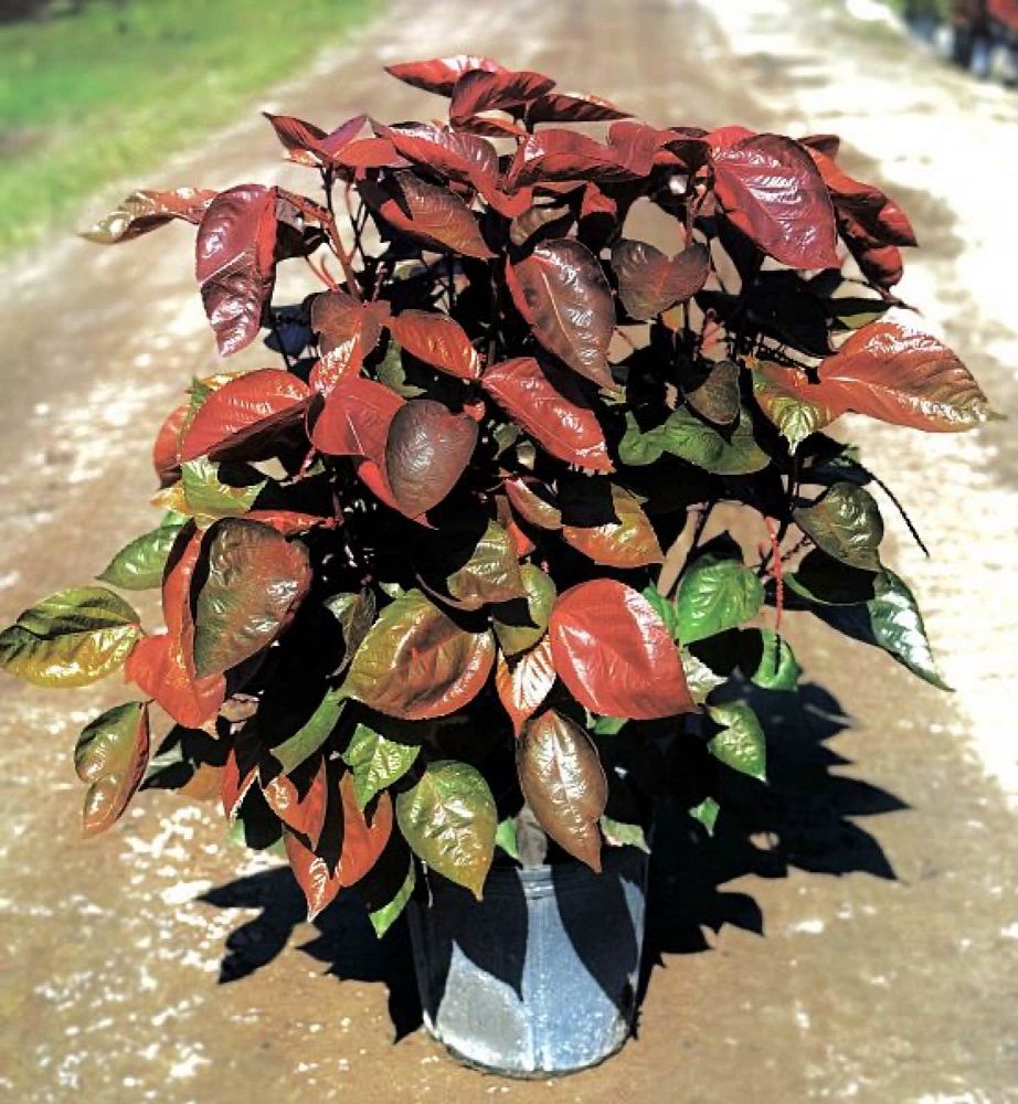acalypha-wilkesiana-copperleaf