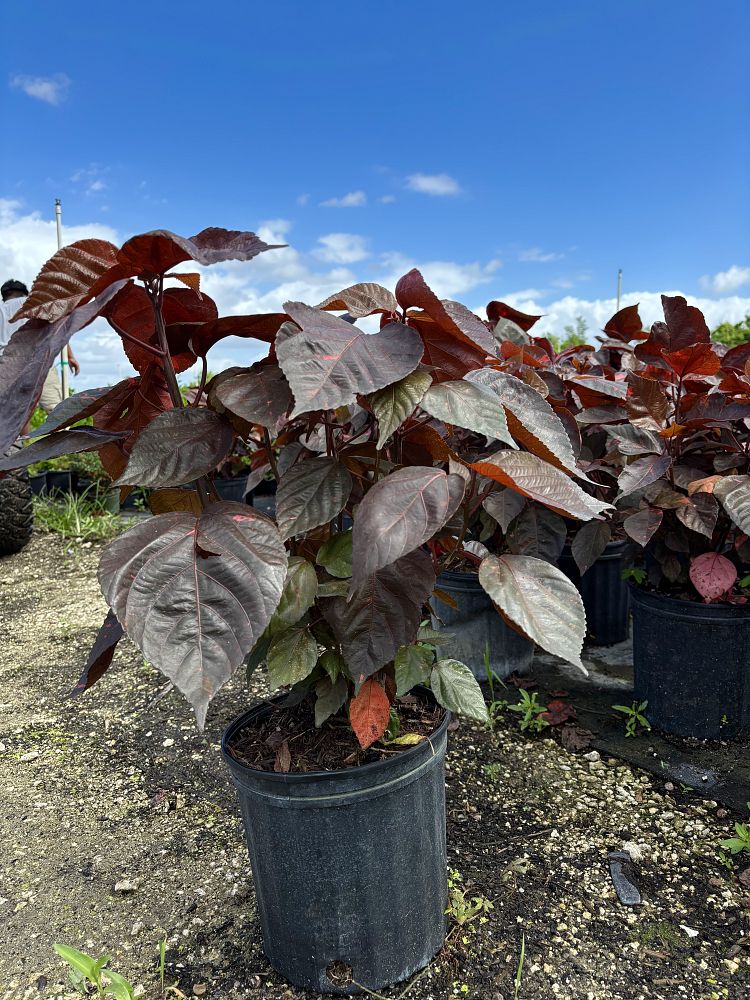 acalypha-wilkesiana-copperleaf