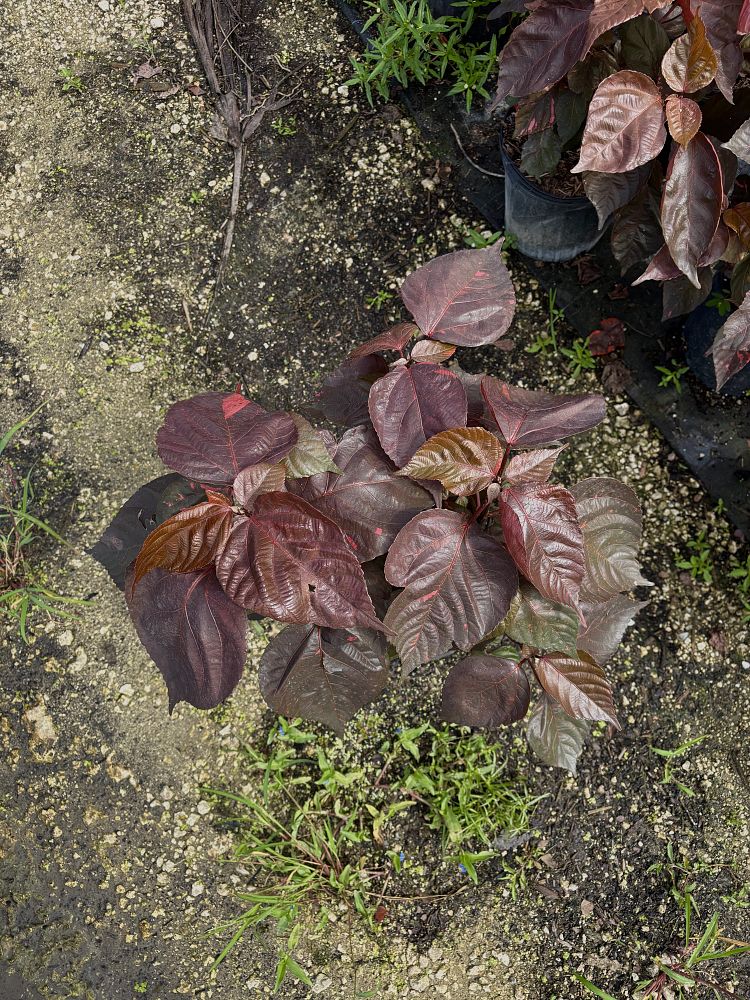 acalypha-wilkesiana-copperleaf