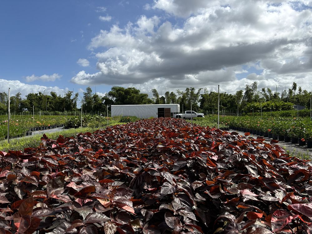 acalypha-wilkesiana-copperleaf