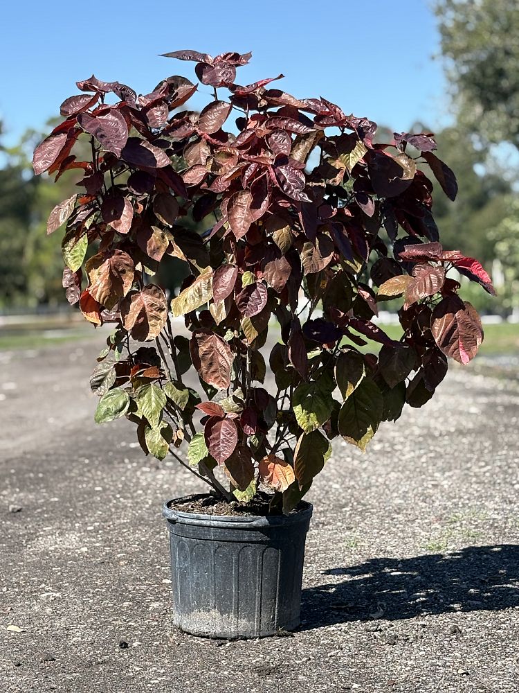 acalypha-wilkesiana-copperleaf