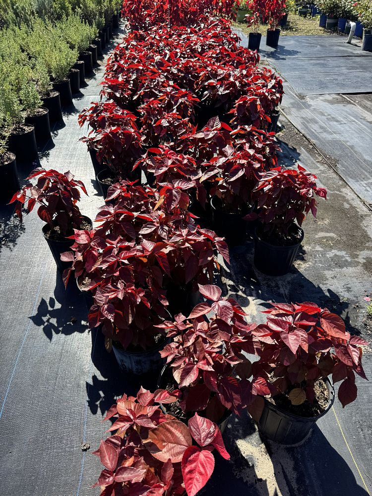 acalypha-wilkesiana-copperleaf