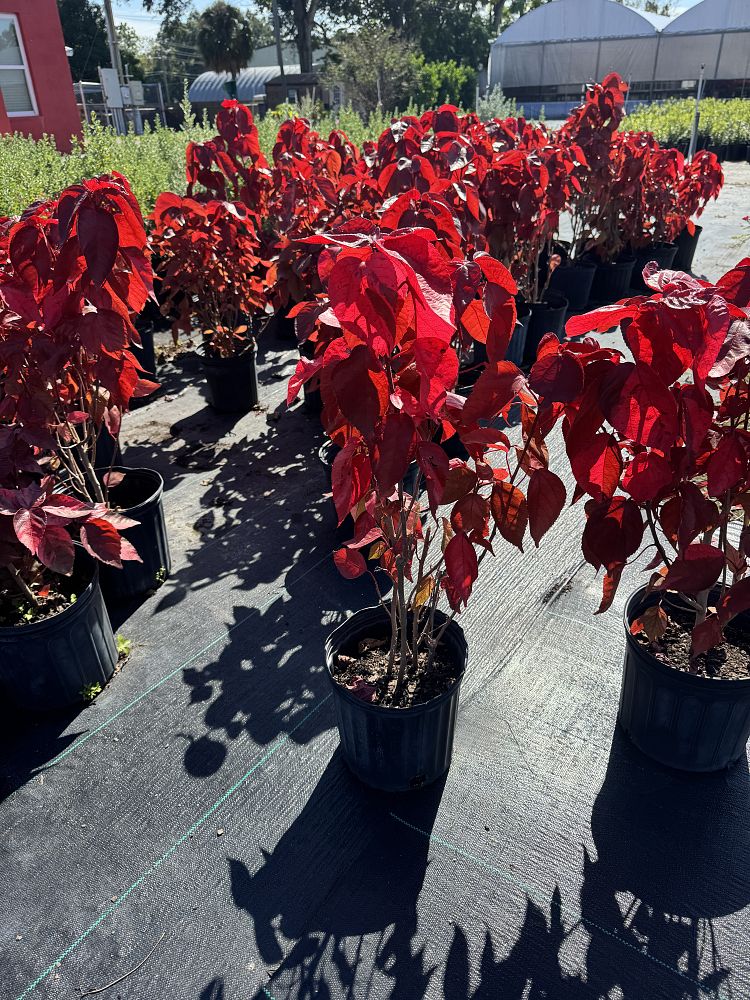 acalypha-wilkesiana-copperleaf