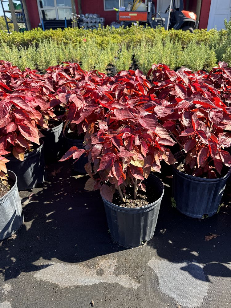 acalypha-wilkesiana-copperleaf