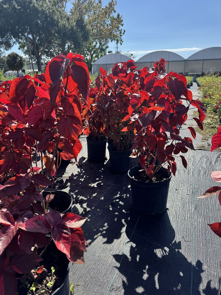 acalypha-wilkesiana-copperleaf