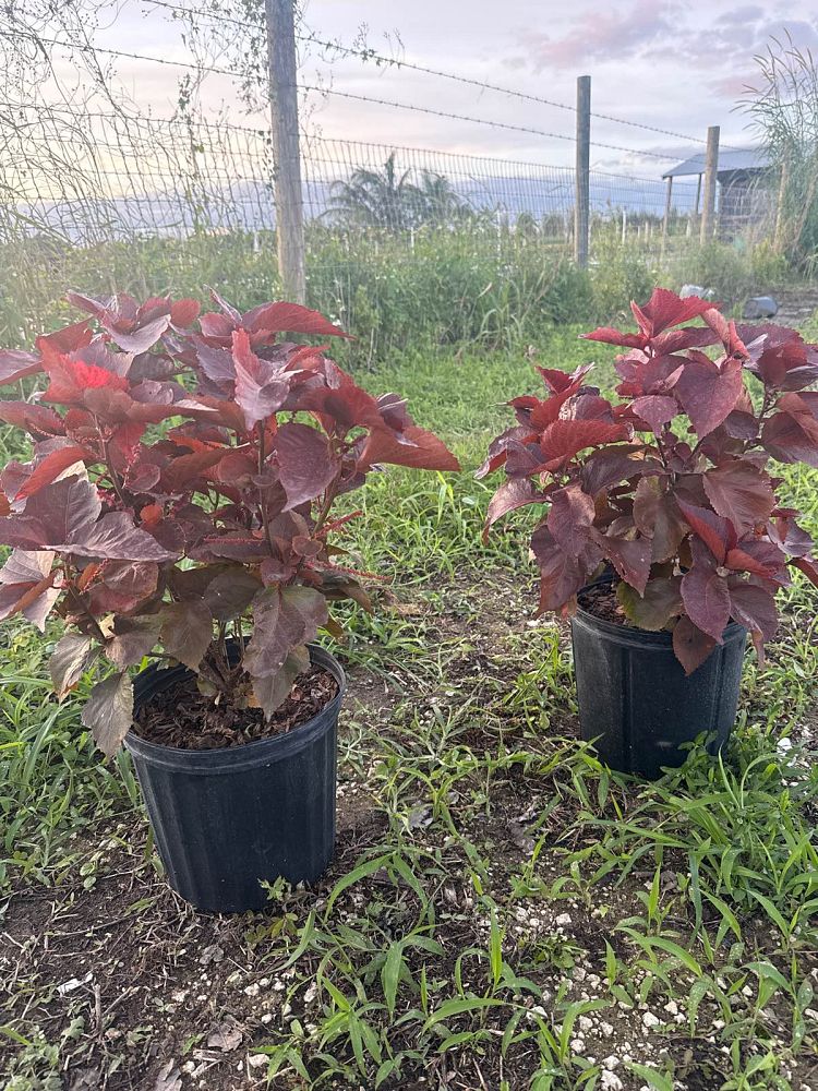 acalypha-wilkesiana-copperleaf