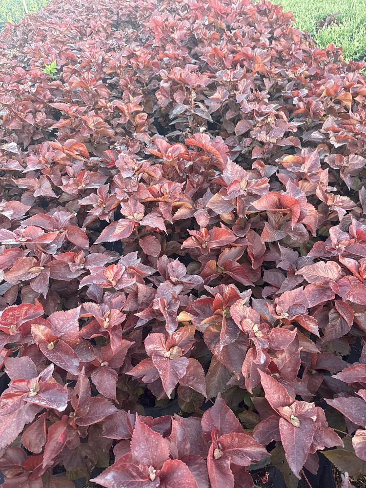 acalypha-wilkesiana-copperleaf